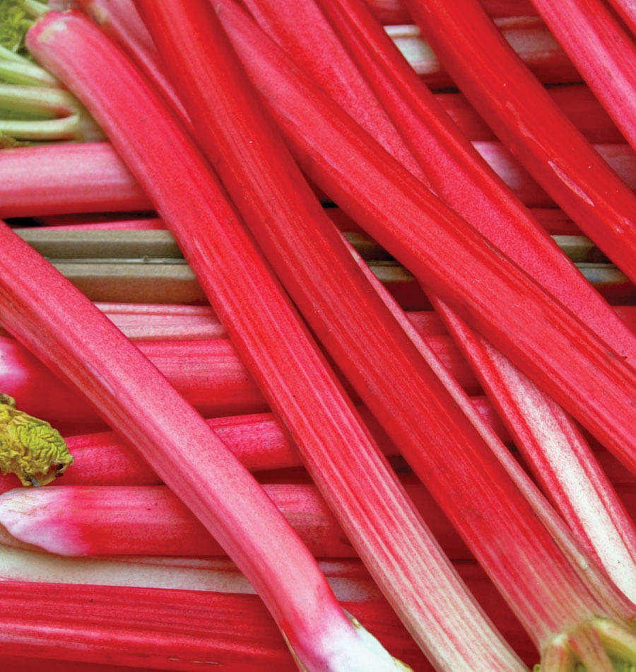 rhubarb