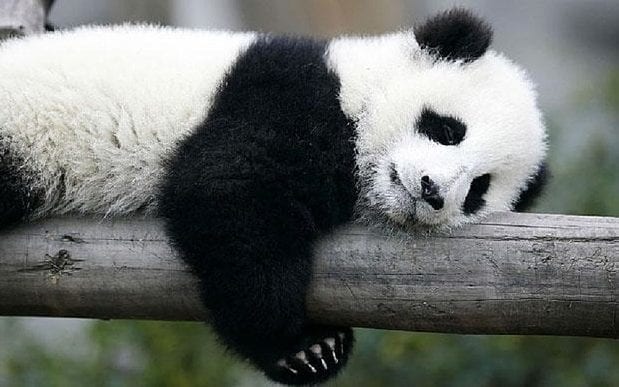 panda_nap