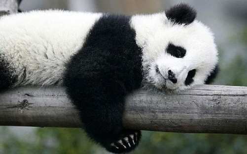 panda_nap
